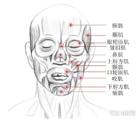 锻炼脸部肌肉的视频_筷子法锻炼脸部肌肉_脸肌肉锻炼怎么做视频