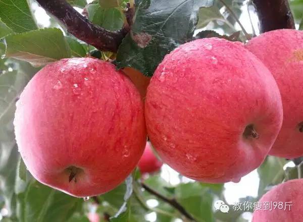郑多燕酵素果冻哺乳期可以吃吗_哺乳期可以吃郑多燕吸油丸吗_哺乳期可以吃郑多燕减肥餐吗