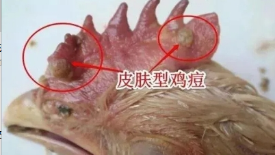 鸡吧上有黄色答痘痘_痘痘上有黄点_痘痘上金黄色的是什么