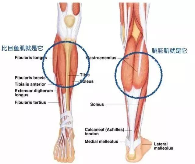 瘦的人血脂高是什么原因_瘦小腿不同类型方法_判断肌肉腿脂肪腿水肿腿