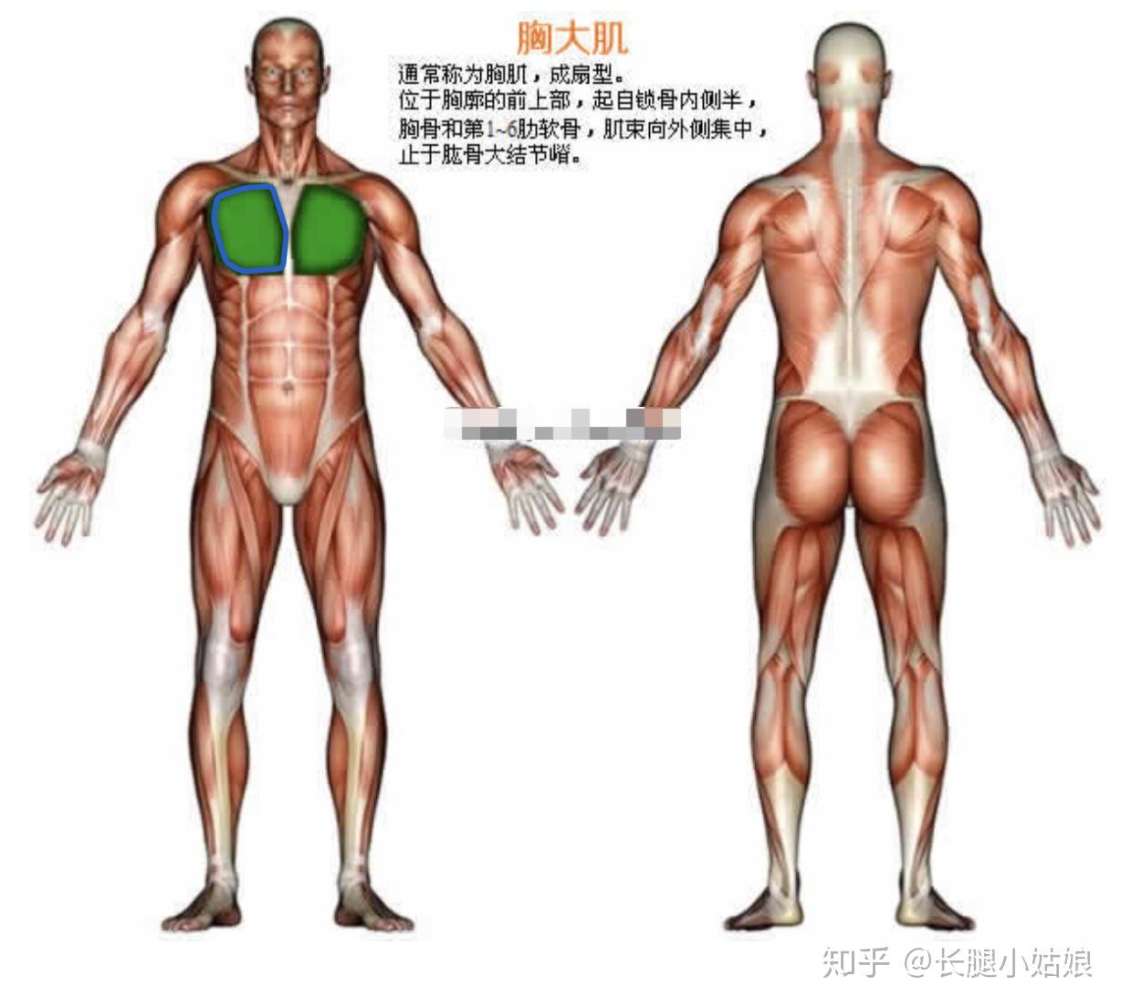 健身椅哑铃凳_哑铃健身椅_哑铃凳健身动作大全