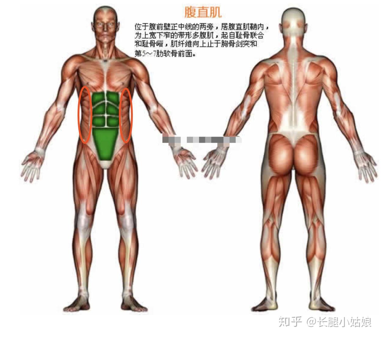 哑铃健身椅_哑铃凳健身动作大全_健身椅哑铃凳