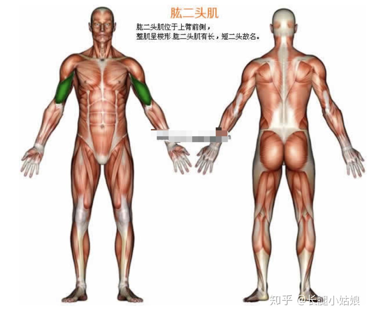 哑铃凳健身动作大全_哑铃健身椅_健身椅哑铃凳