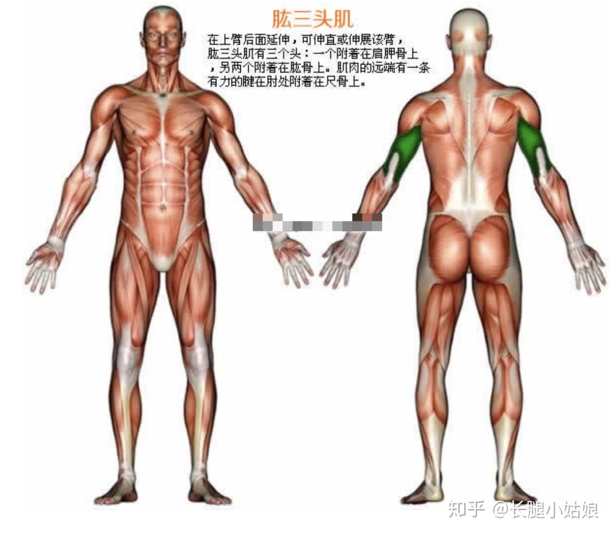 健身椅哑铃凳_哑铃健身椅_哑铃凳健身动作大全