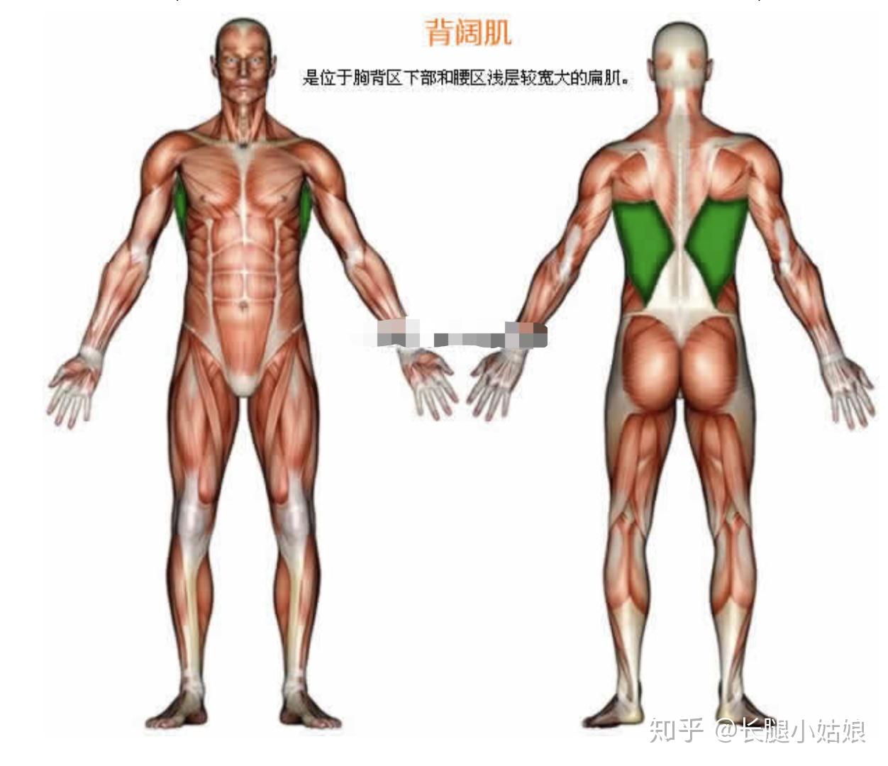 哑铃凳健身动作大全_健身椅哑铃凳_哑铃健身椅