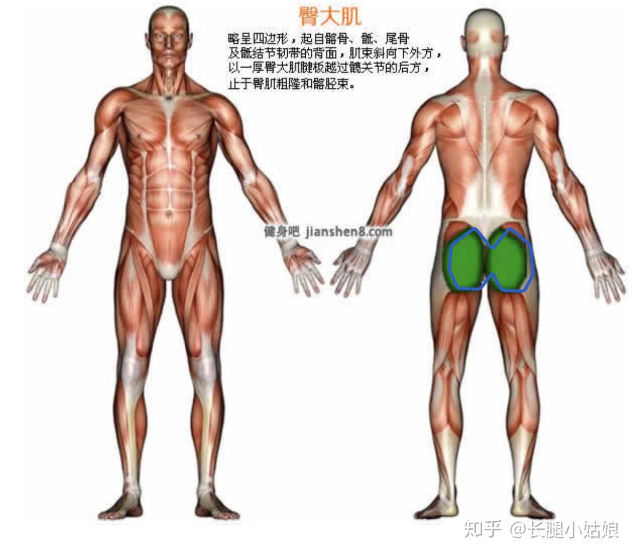 哑铃凳健身动作大全_哑铃健身椅_健身椅哑铃凳