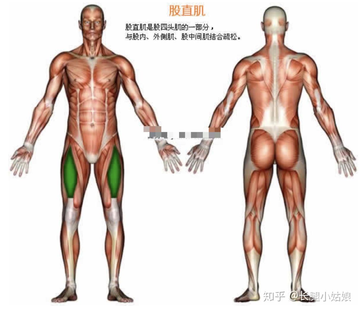 哑铃凳健身动作大全_健身椅哑铃凳_哑铃健身椅