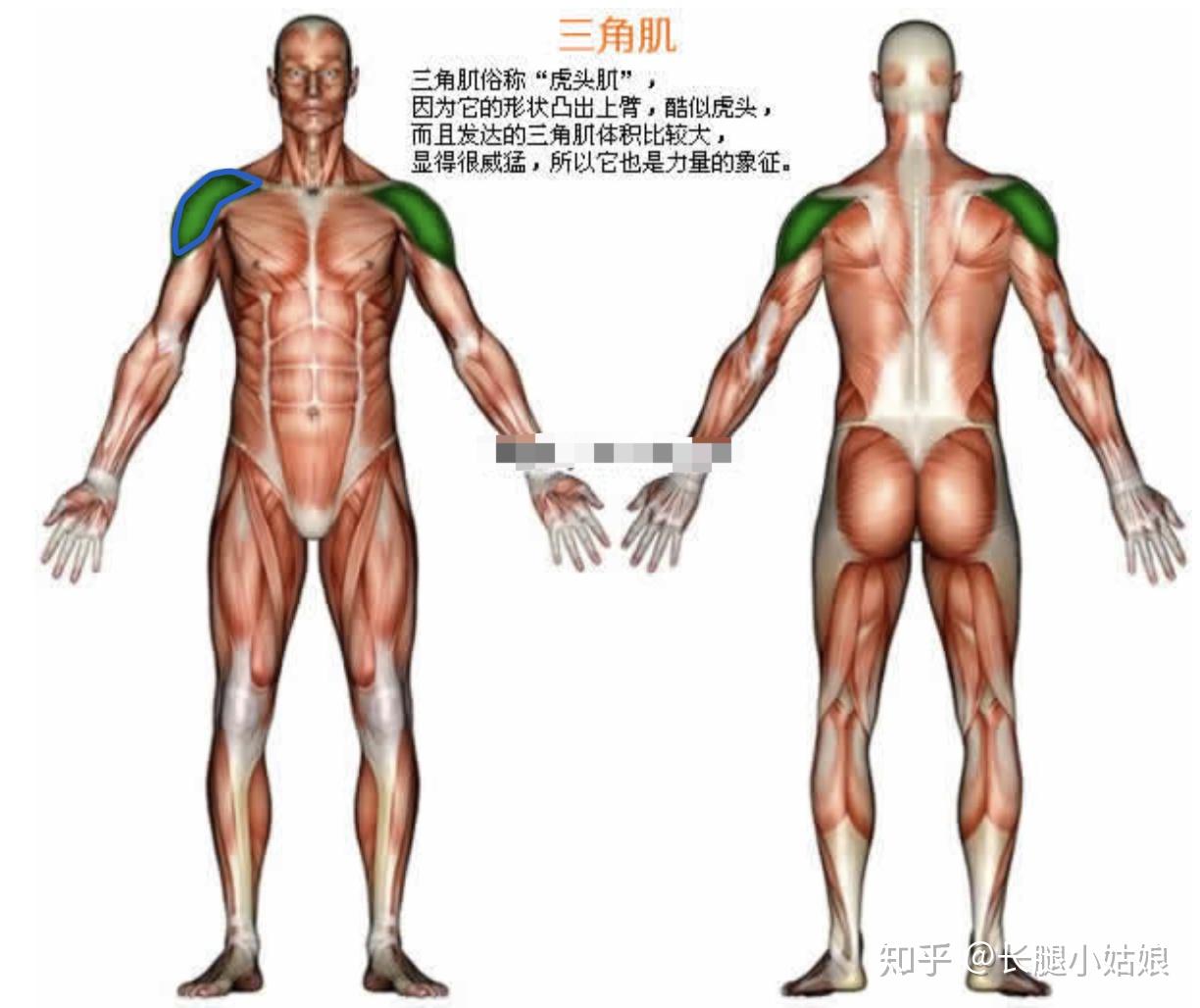 哑铃健身椅_健身椅哑铃凳_哑铃凳健身动作大全