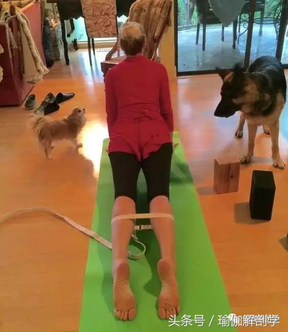 上犬式瑜伽步骤_瑜伽健身椅图片_瑜伽上犬式练习方法