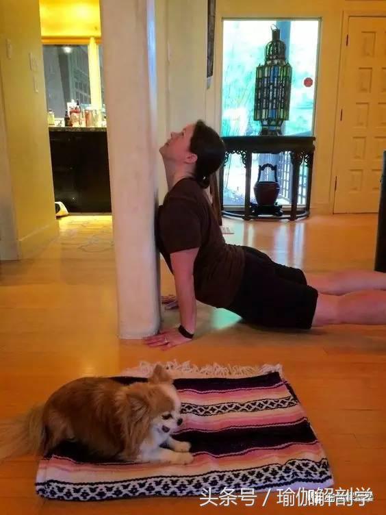 瑜伽健身椅图片_上犬式瑜伽步骤_瑜伽上犬式练习方法